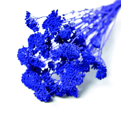 アキレア ドライ パープルの画像