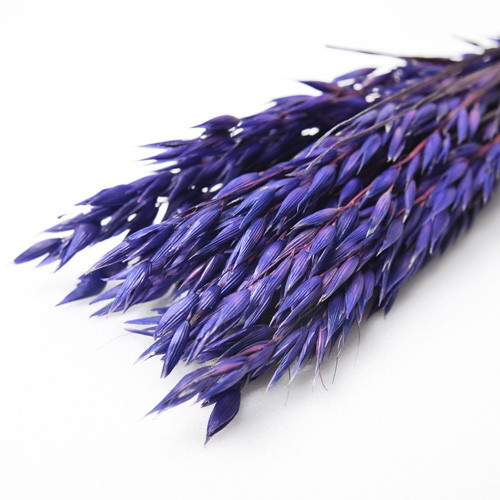 アベーナ ドライ パープルの画像