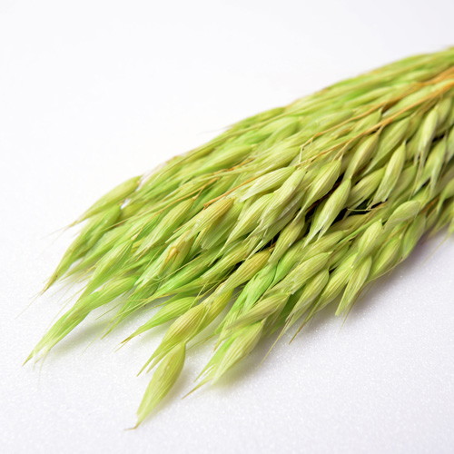 アベーナ ドライ ライトグリーンの画像