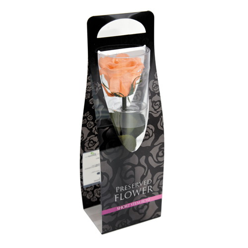 ショートステムローズ シャーベットオレンジの画像