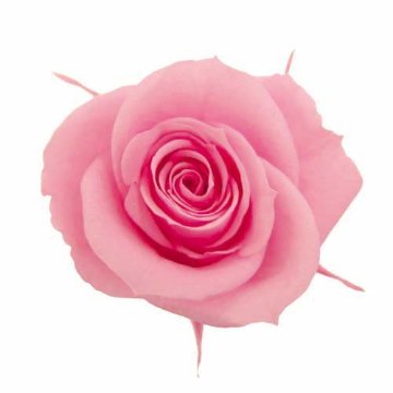 スプレーローズ シュガーピンクの画像