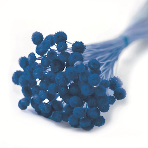 アマレリーノ ドライ ブルーの画像