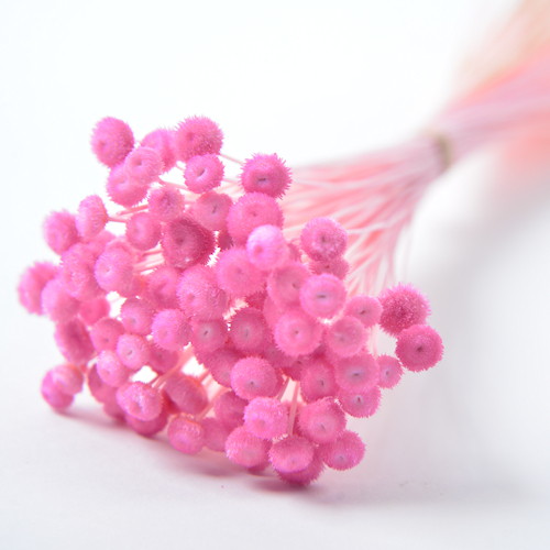 アマレリーノ ドライ ピンクの画像