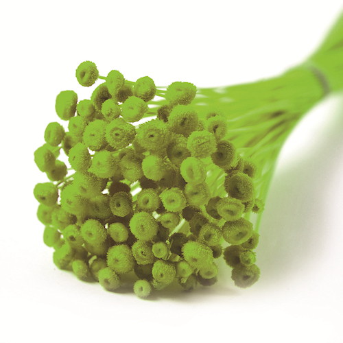 アマレリーノ ドライ ライトグリーンの画像