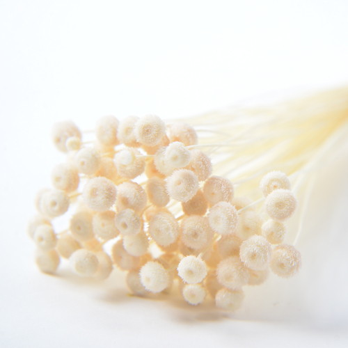 アマレリーノ ドライ ナチュラルの画像