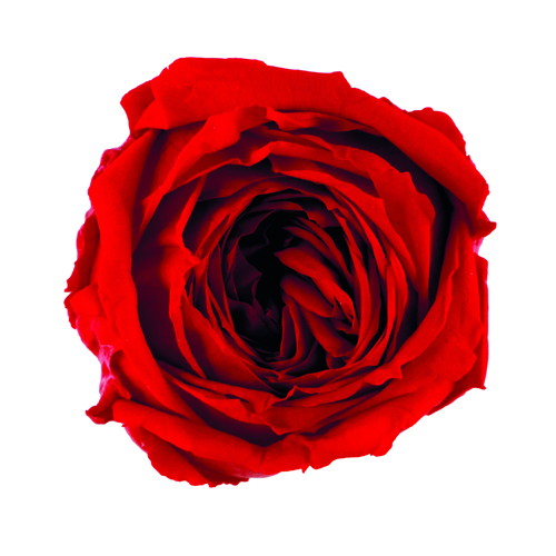 ガーデンローズ・キャサリン チェリーレッドの画像