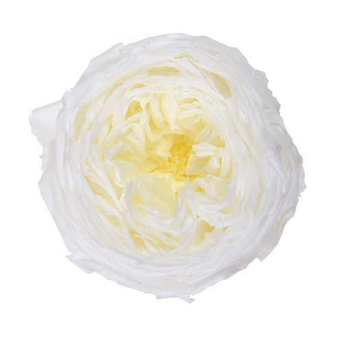 ガーデンローズ・キャサリンデュオ ホワイトハニーの画像