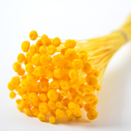 アマレリーノ ドライ イエローの画像