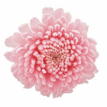 ポンポンマム ベイビーピンクの画像