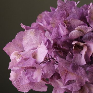 ロイヤルアジサイ・フレア・ヘッド パープル【パープル】の画像