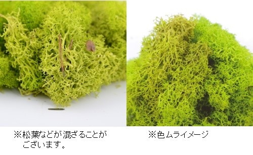 ノルディックモス 50g ナチュラルの画像