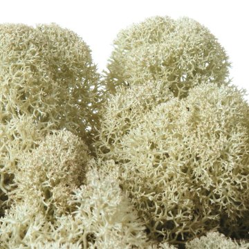 ノルディックモス 50g ナチュラルの画像