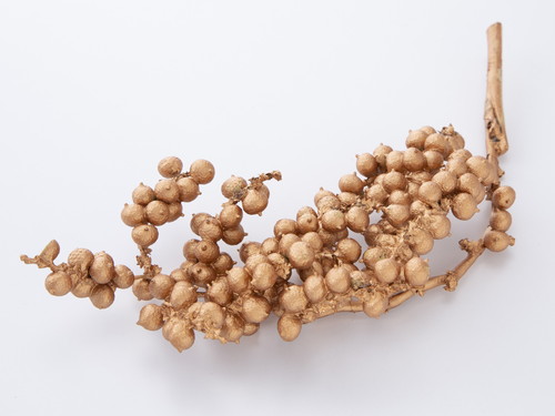 カネラ カパー【カパー】の画像