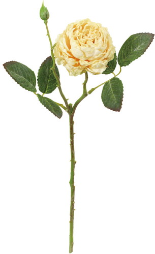 ドライピオニーローズの画像