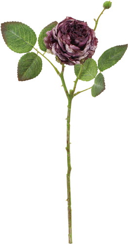 ドライピオニーローズの画像