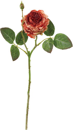 ドライピオニーローズの画像