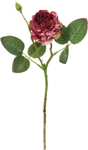 ドライピオニーローズの画像