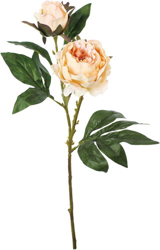 ドライピオニースプレーの画像