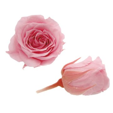 ピッコラブロッサムローズ ベイビーピンクの画像