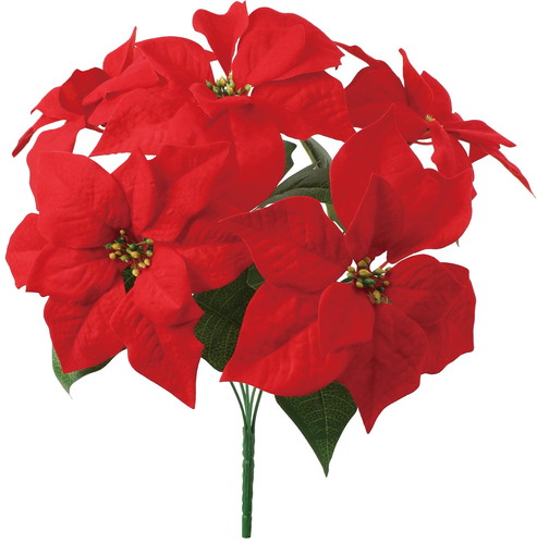 ポインセチアブッシュ×5の画像