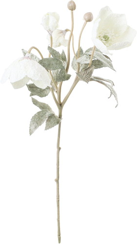 スノークリスマスローズスプレーの画像