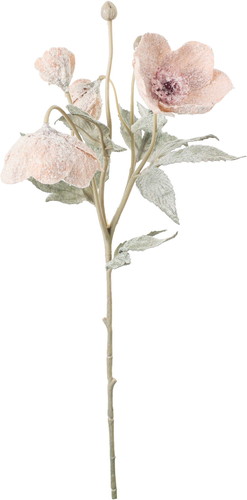 スノークリスマスローズスプレーの画像