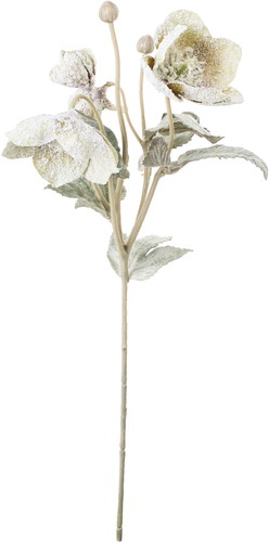 スノークリスマスローズスプレーの画像