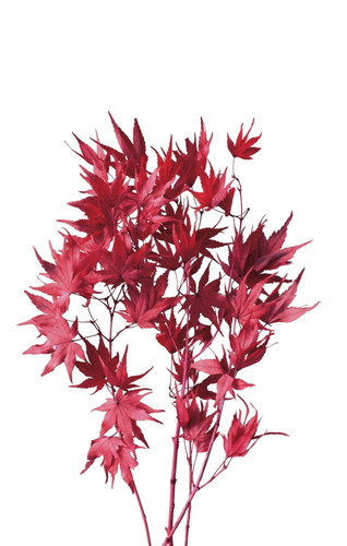 もみじ レッド【レッド】の画像