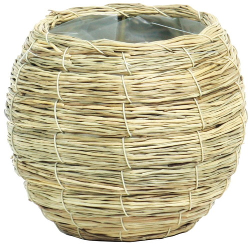 シーグラステマリLの画像