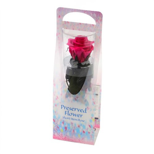 ショートステムローズ ビードロ フューシャピンクの画像