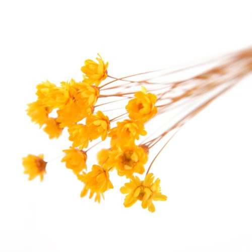 グリクシア ドライ SP イエローの画像