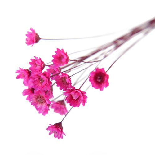 グリクシア ドライ SP ダークピンクの画像