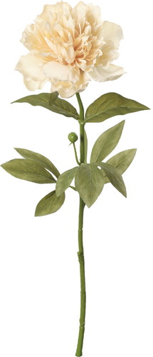 セピアピオニー【ベージュ】の画像