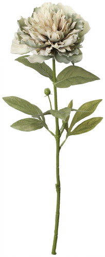 セピアピオニー【グレーグリーン】の画像