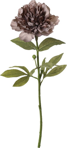 セピアピオニー【ライトパープル】の画像