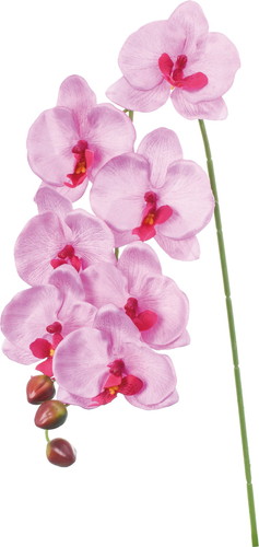 コチョウラン【ダークラベンダー】の画像