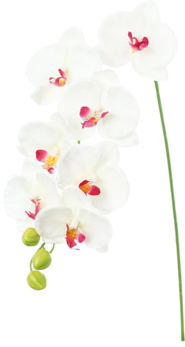 コチョウラン【ラベンダーホワイト】の画像