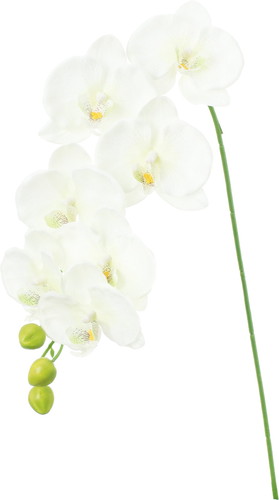 コチョウラン【ホワイトグリーン】の画像