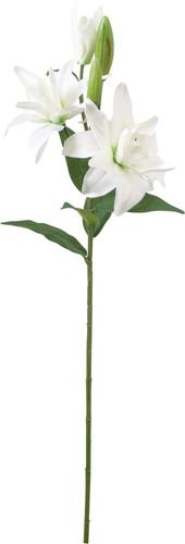 オリエンタルリリー【ホワイト】の画像