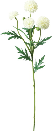 ピンポンマムスプレー【クリーム】の画像