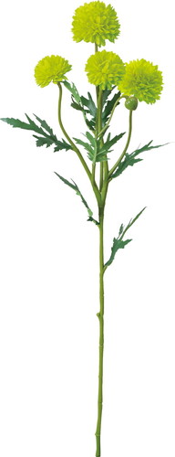 ピンポンマムスプレー【グリーン】の画像