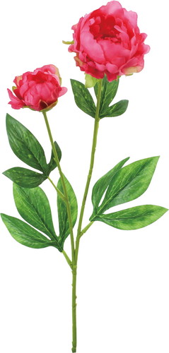 ピオニー×2【ビューティー】の画像