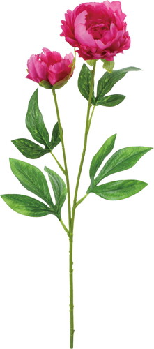 ピオニー×2【ラベンダー】の画像