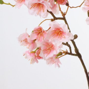 たおやめ桜【ホワイトピンク】画像