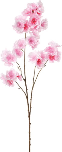 大提灯桜【ピンクホワイト】画像