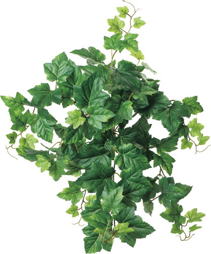 UVグレープアイビーブッシュ【グリーン】の画像