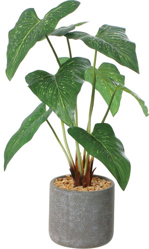 アンスリュームリーフセメントポット【グリーン】の画像