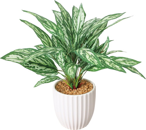 アグラオネマポット【グリーン】の画像