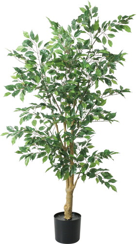 160cmベンジャミンフィカス【グリーン】の画像