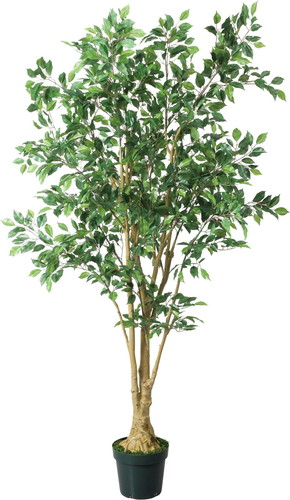 210cmベンジャミンフィカス【グリーン】の画像